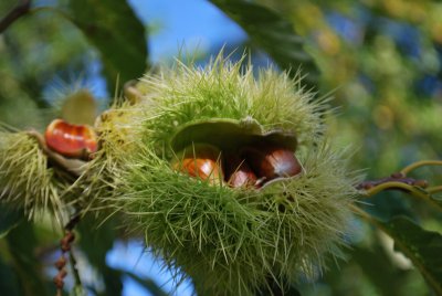 Castanea sativa 'Asplenifolia' - kaštanovník jedlý'Asplenifolia'-zrající plody (2)